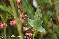 Schildblättriger Ampfer (Rumex scutatus) (F277045) Schildblättriger Ampfer (Rumex scutatus) (F277045)