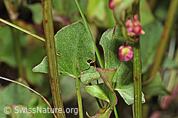 Schildblättriger Ampfer (Rumex scutatus) (F277046) Schildblättriger Ampfer (Rumex scutatus) (F277046)