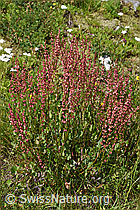 Schildblättriger Ampfer (Rumex scutatus) (F277050) Schildblättriger Ampfer (Rumex scutatus) (F277050)
