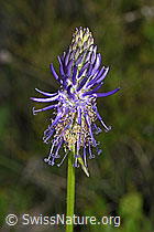 Phyteuma betonicifolium (F277081)