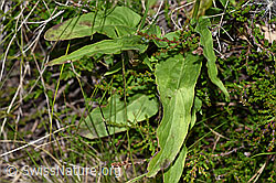 Phyteuma betonicifolium (F277084)