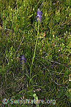 Phyteuma betonicifolium (F277085)