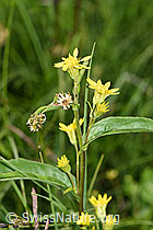Alpen-Goldrute (Solidago virgaurea ssp. minuta) (F277086) Alpen-Goldrute (Solidago virgaurea ssp. minuta) (F277086)