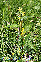 Alpen-Goldrute (Solidago virgaurea ssp. minuta) (F277090) Alpen-Goldrute (Solidago virgaurea ssp. minuta) (F277090)