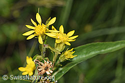 Alpen-Goldrute (Solidago virgaurea ssp. minuta) (F277091) Alpen-Goldrute (Solidago virgaurea ssp. minuta) (F277091)