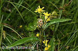 Alpen-Goldrute (Solidago virgaurea ssp. minuta) (F277094) Alpen-Goldrute (Solidago virgaurea ssp. minuta) (F277094)