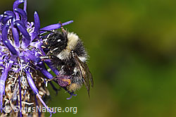 Betonienblättrige Rapunzel (Phyteuma betonicifolium)