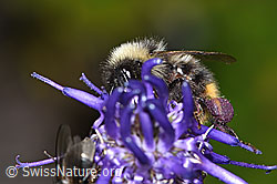 Pyrenäenhummel (Bombus pyrenaeus) auf Betonienblättrige Rapunzel (Phyteuma betonicifolium) (F277101)