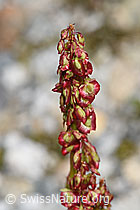 Oxyria digyna (F278664)