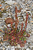 Säuerling (Oxyria digyna) (08.2024, F278666)