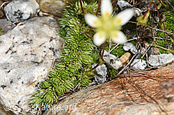 Moosartiger Steinbrech (Saxifraga bryoides) (F278670) Moosartiger Steinbrech (Saxifraga bryoides) (F278670)