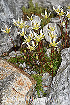 Moosartiger Steinbrech (Saxifraga bryoides) (F278672) Moosartiger Steinbrech (Saxifraga bryoides) (F278672)