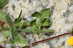 Lotus alpinus (F278682)