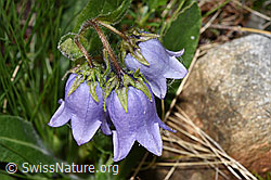 Campanula barbata (F278686)