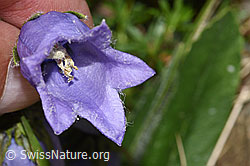 Campanula barbata (F278687)