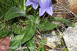 Campanula barbata (F278689)