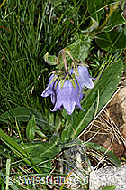 Campanula barbata (F278692)