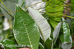 F278695: Schweizer Weide (Salix helvetica)