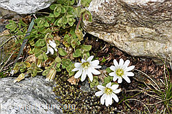 Cerastium uniflorum (F278698) Cerastium uniflorum (F278698)
