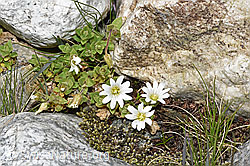 Cerastium uniflorum (F278700) Cerastium uniflorum (F278700)