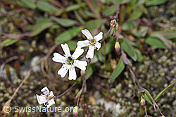 Felsen-Leimkraut (Silene rupestris) (08.2024, F278702)