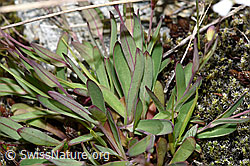 Silene rupestris (F278703)
