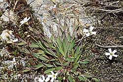 Felsen-Leimkraut (Silene rupestris) (08.2024, F278704)