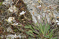 Silene rupestris (F278705)