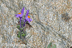 Alpen-Leinkraut (Linaria alpina) (08.2024, F278707)