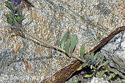 Linaria alpina (F278708)