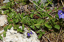 Felsen-Ehrenpreis (Veronica fruticans) (F278718) Felsen-Ehrenpreis (Veronica fruticans) (F278718)