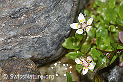 Sternblütiger Steinbrech (Saxifraga stellaris) (F278741) Sternblütiger Steinbrech (Saxifraga stellaris) (F278741)