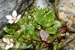 Sternblütiger Steinbrech (Saxifraga stellaris) (F278743) Sternblütiger Steinbrech (Saxifraga stellaris) (F278743)
