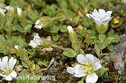 Einblütiges Hornkraut (Cerastium uniflorum) (F278760) Einblütiges Hornkraut (Cerastium uniflorum) (F278760)