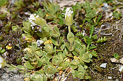 Einblütiges Hornkraut (Cerastium uniflorum) (F278763) Einblütiges Hornkraut (Cerastium uniflorum) (F278763)