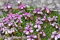Kalk-Polsternelke (Silene acaulis) (08.2024, F278769)