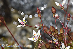 Sternblütiger Steinbrech (Saxifraga stellaris) (F278784) Sternblütiger Steinbrech (Saxifraga stellaris) (F278784)