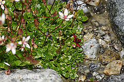 Sternblütiger Steinbrech (Saxifraga stellaris) (F278785) Sternblütiger Steinbrech (Saxifraga stellaris) (F278785)
