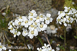 Moschus-Schafgarbe (Achillea erba-rotta ssp. moschata) (08.2024, F278789)