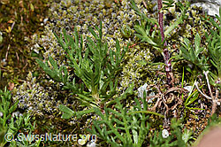 Achillea erba-rotta ssp. moschata (F278792)