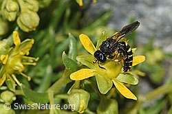 Bewimperter Steinbrech (Saxifraga aizoides)