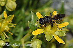 Crabro peltatus (Grabwespe) auf Bewimpertem Steinbrech (Saxifraga aizoides) (F278832) Crabro peltatus (Grabwespe) auf Bewimpertem Steinbrech (Saxifraga aizoides) (F278832)