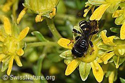 Crabro peltatus (Grabwespe) auf Bewimpertem Steinbrech (Saxifraga aizoides) (F278834) Crabro peltatus (Grabwespe) auf Bewimpertem Steinbrech (Saxifraga aizoides) (F278834)