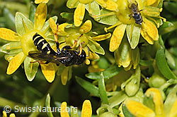 Crabro peltatus (Grabwespe) auf Bewimpertem Steinbrech (Saxifraga aizoides) (F278836) Crabro peltatus (Grabwespe) auf Bewimpertem Steinbrech (Saxifraga aizoides) (F278836)