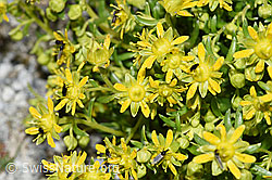Bewimperter Steinbrech (Saxifraga aizoides) (F278844) Bewimperter Steinbrech (Saxifraga aizoides) (F278844)