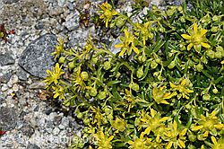 Bewimperter Steinbrech (Saxifraga aizoides) (F278846) Bewimperter Steinbrech (Saxifraga aizoides) (F278846)