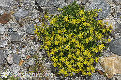 Bewimperter Steinbrech (Saxifraga aizoides) (F278847) Bewimperter Steinbrech (Saxifraga aizoides) (F278847)