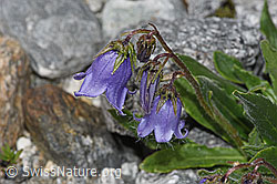 Campanula barbata (F278857)
