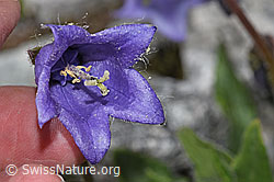 Campanula barbata (F278859)