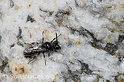 Verkannte Maskenbiene (Hylaeus confusus) (08.2024, F278863)